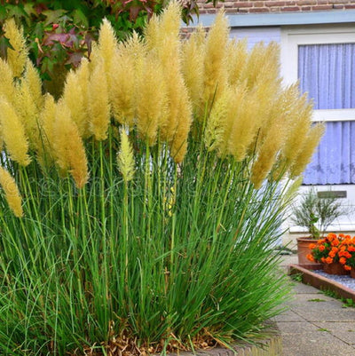 Iarbă de Pampas „Yellow” – plantă ornamentală | Regatul Plantelor