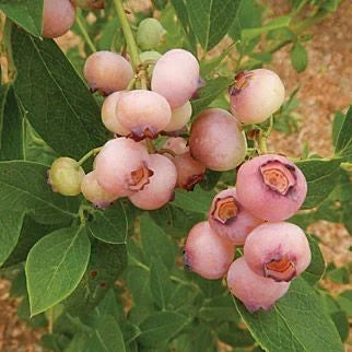 Afin "Pink Lemonade" la ghiveci