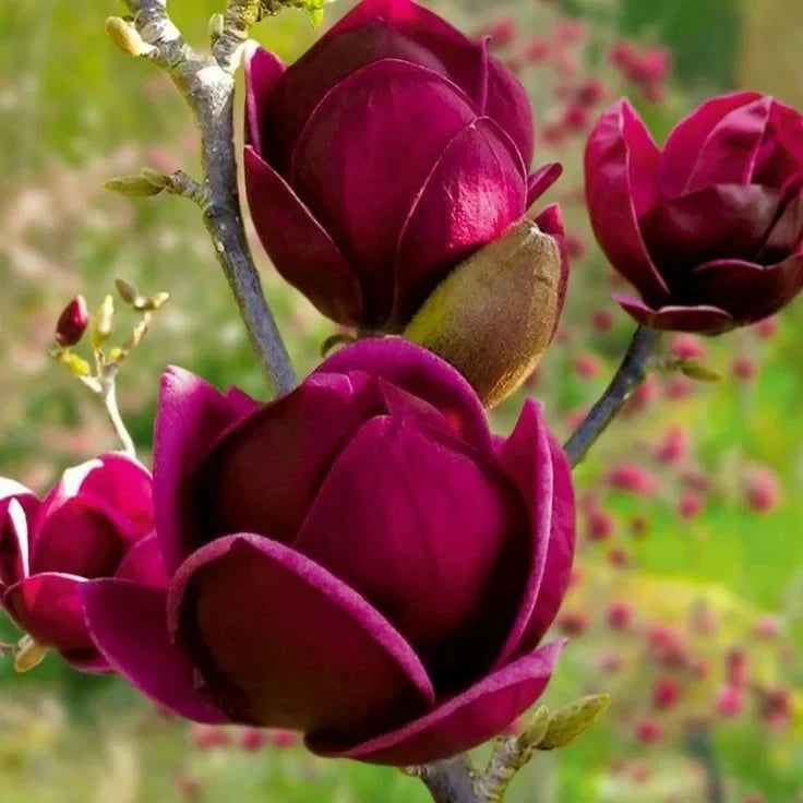 Magnolia "Black Tulip" la ghiveci