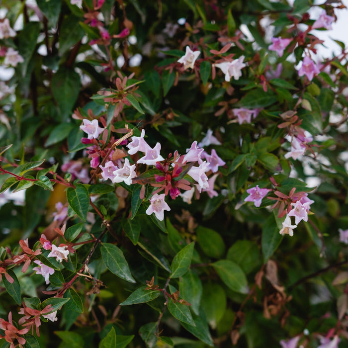 Abelia "Edward Goucher", 120-150cm, la Ghiveci de 25L, 1 Bucata