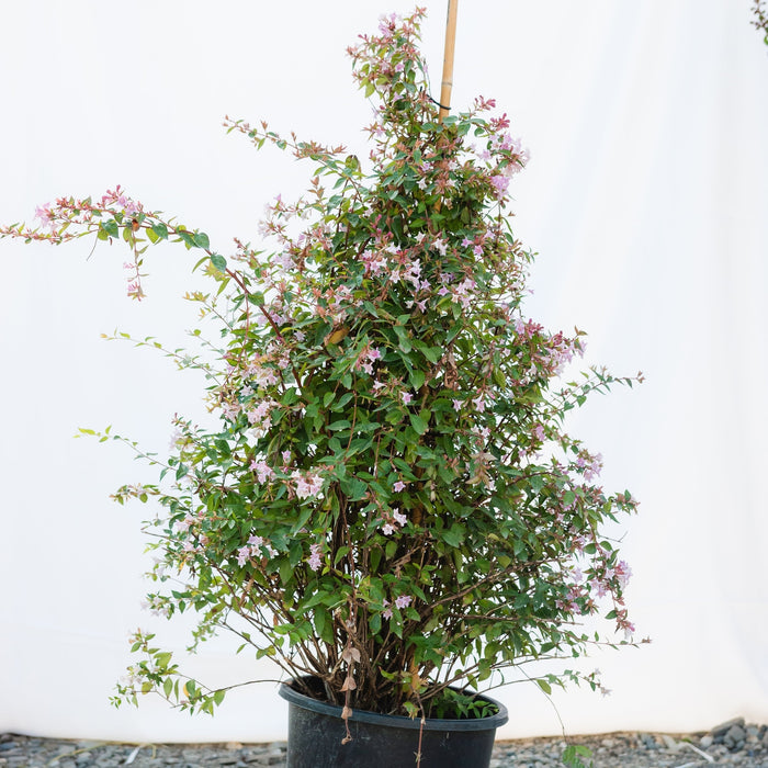 Abelia "Edward Goucher", 120-150cm, la Ghiveci de 25L, 1 Bucata