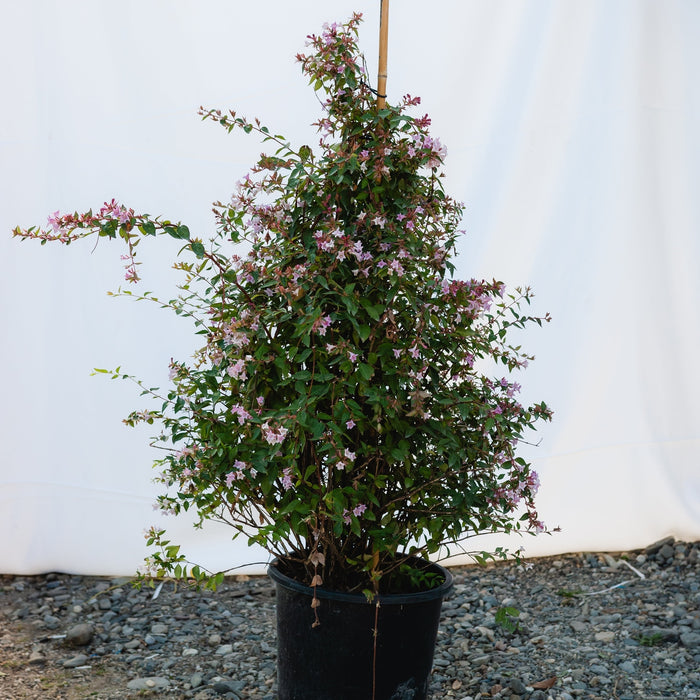 Abelia "Edward Goucher", 120-150cm, la Ghiveci de 25L, 1 Bucata