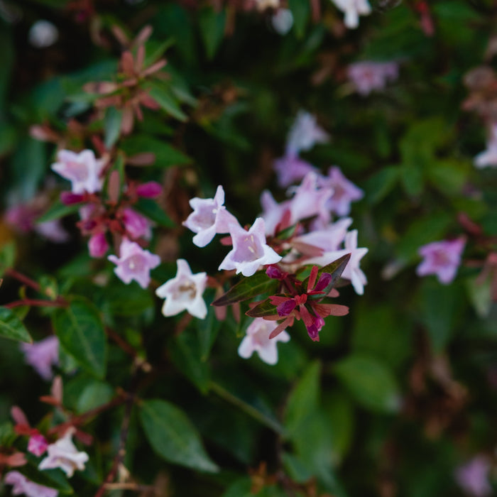 Abelia "Edward Goucher", 120-150cm, la Ghiveci de 25L, 1 Bucata