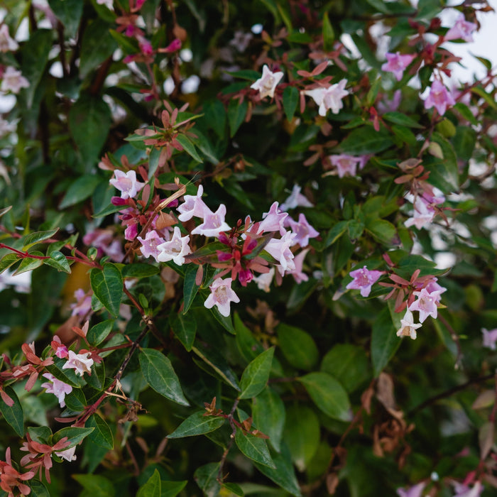 Abelia "Edward Goucher", 120-150cm, la Ghiveci de 25L, 1 Bucata