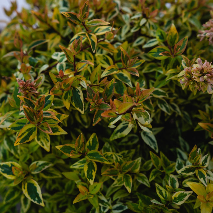 Abelia "Grandiflora Kaleidoscope", 40-60 cm, la Ghiveci de 10L ,1 Bucata