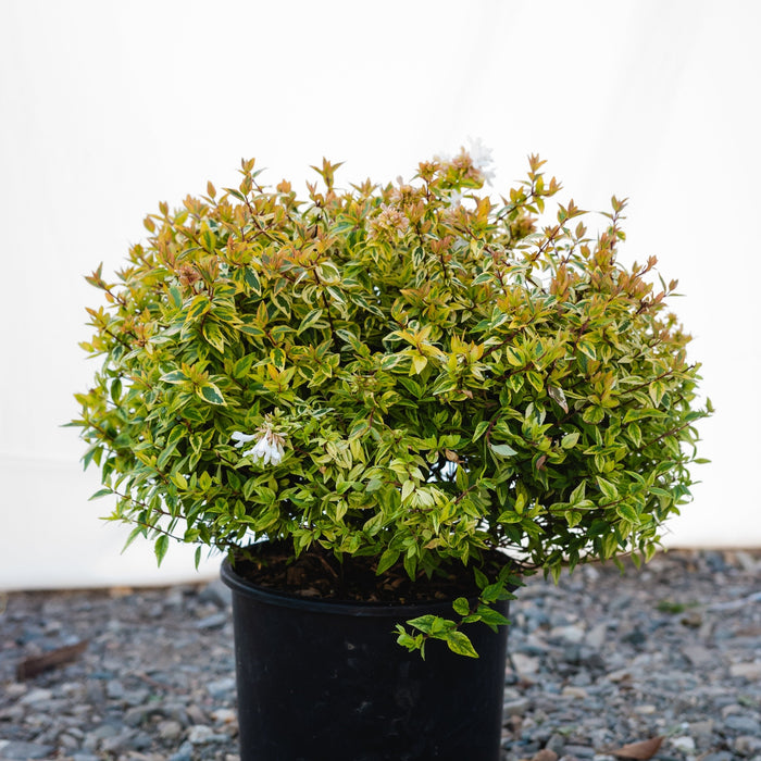 Abelia "Grandiflora Kaleidoscope", 40-60 cm, la Ghiveci de 10L ,1 Bucata