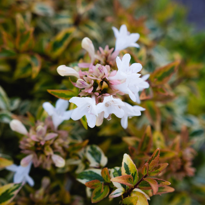 Abelia "Grandiflora Kaleidoscope", 40-60 cm, la Ghiveci de 10L ,1 Bucata
