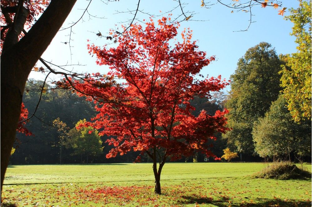 Artar "Atropurpureum",80-100 cm