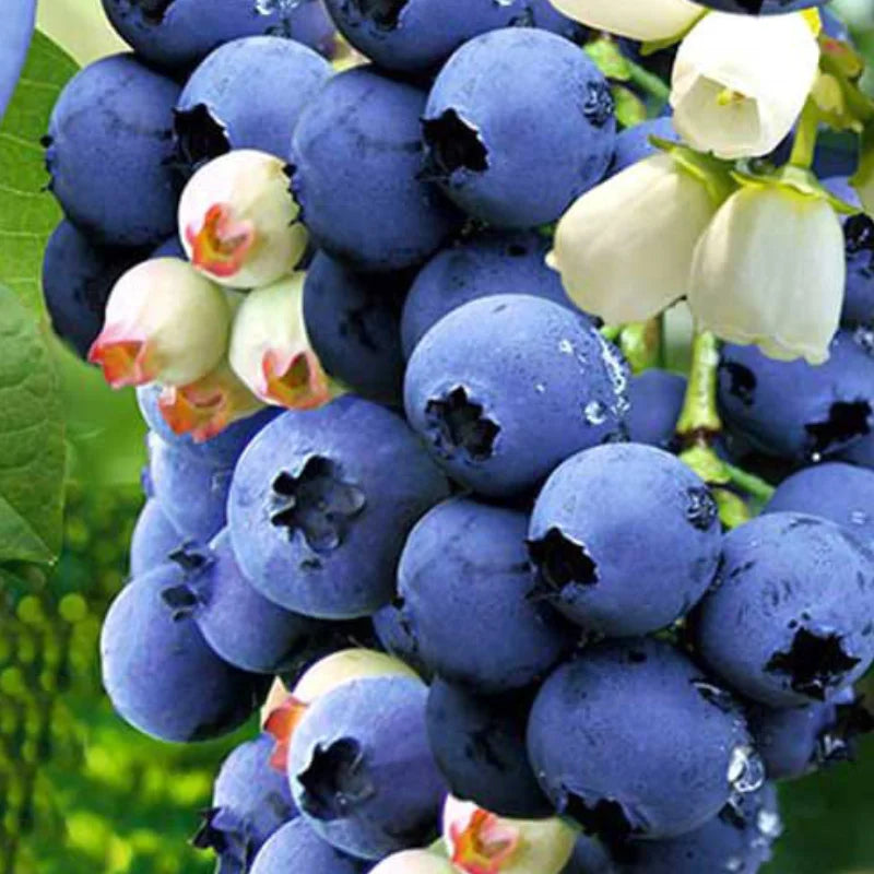 Afin "Blue Gold" la ghiveci
