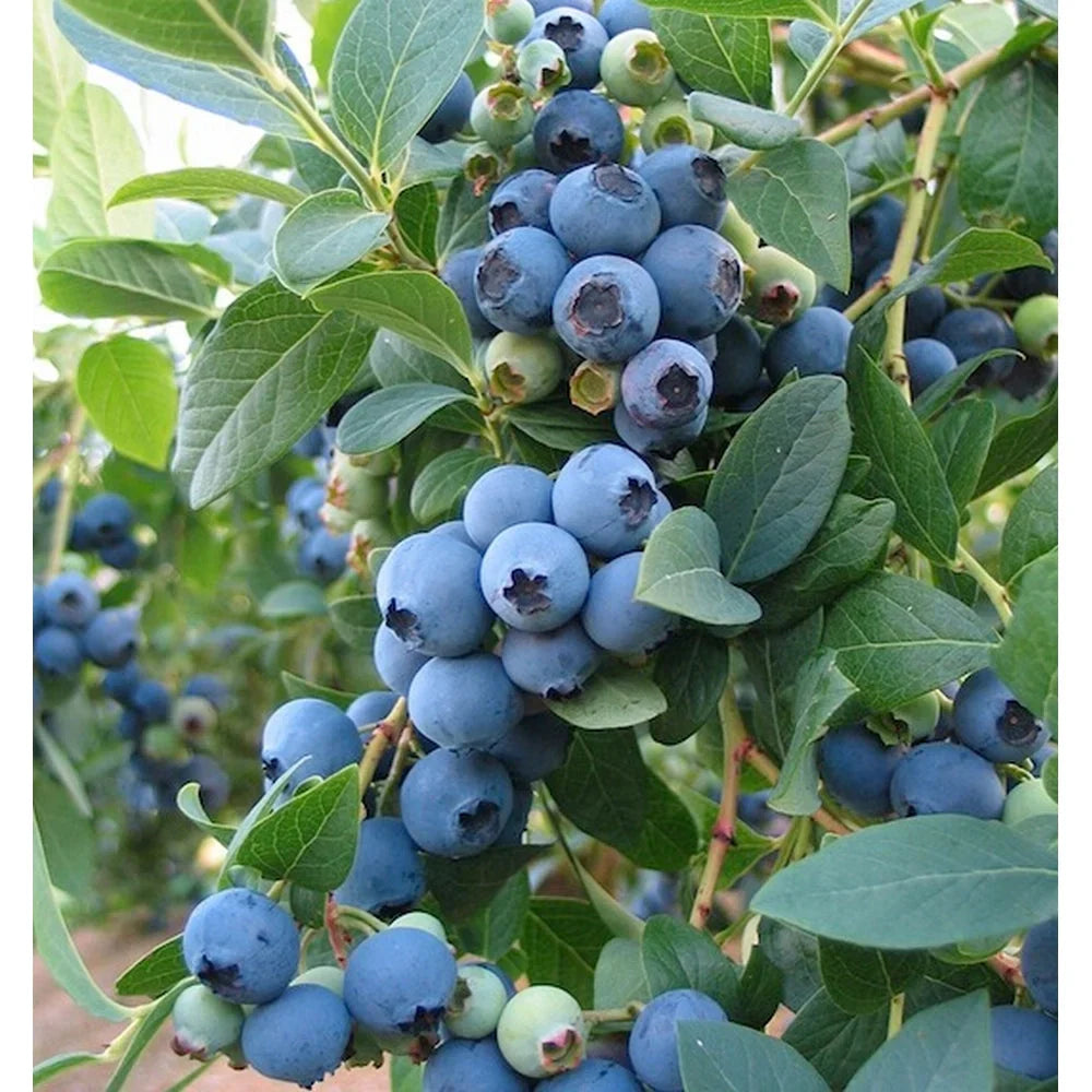 Afin "Blue Gold" la ghiveci
