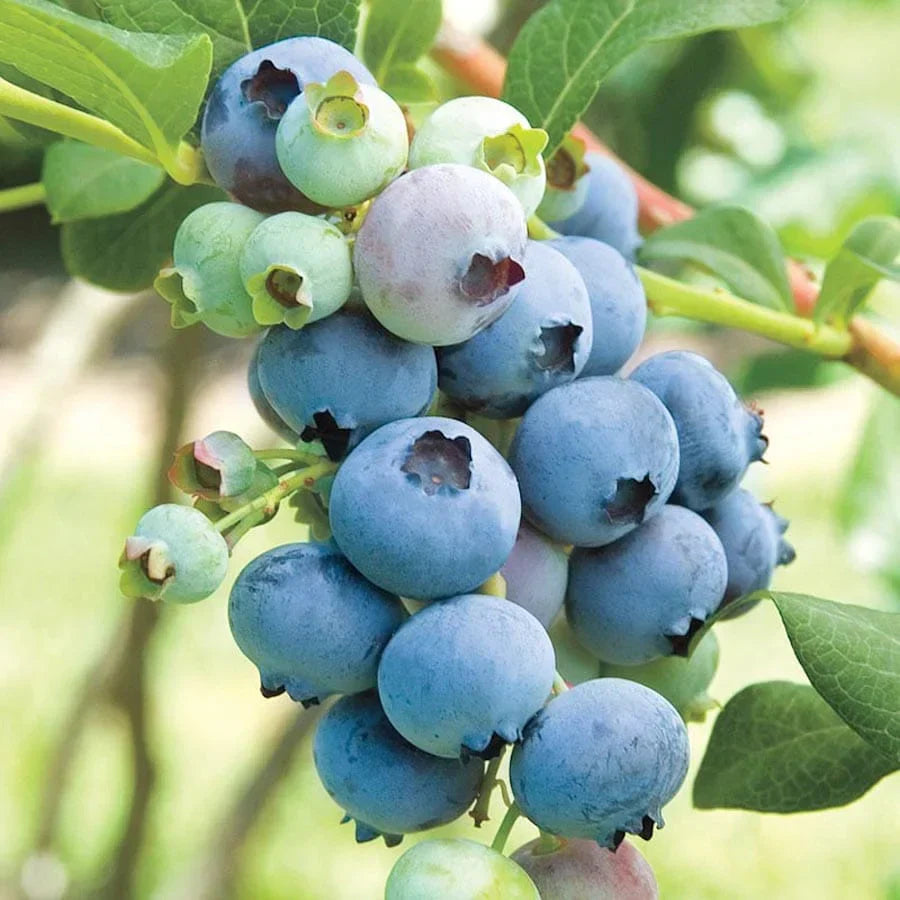 Afin "Bluecrop" la ghiveci