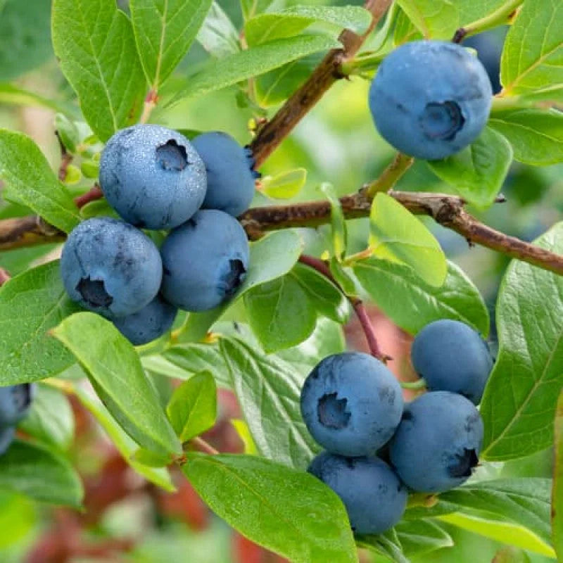 Afin "Bluecrop" la ghiveci