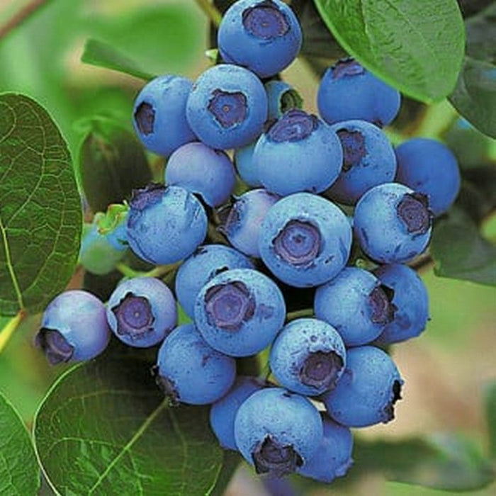 Afin "Blueray ", anul 4 pe rod,la Ghiveci, 1 Bucata