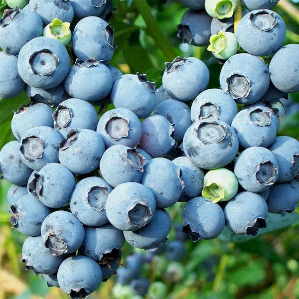 Afin "Blueray " la ghiveci
