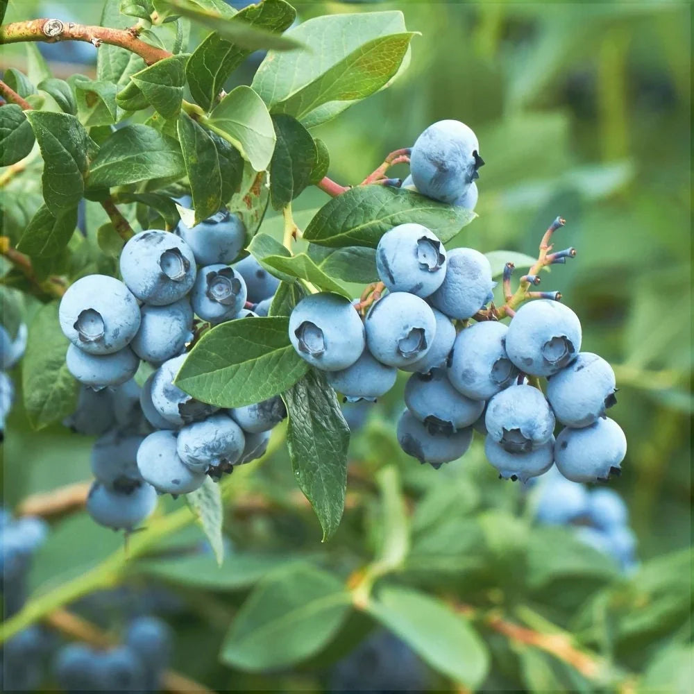 Afin "Brigitta" la ghiveci
