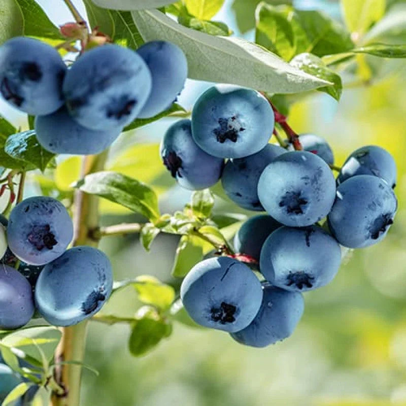 Afin "Brigitta Blue" la ghiveci