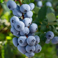 Afin "Brigitta Blue" la ghiveci