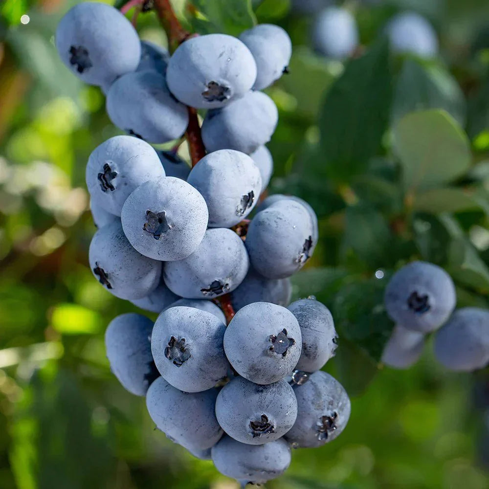 Afin "Brigitta Blue" la ghiveci