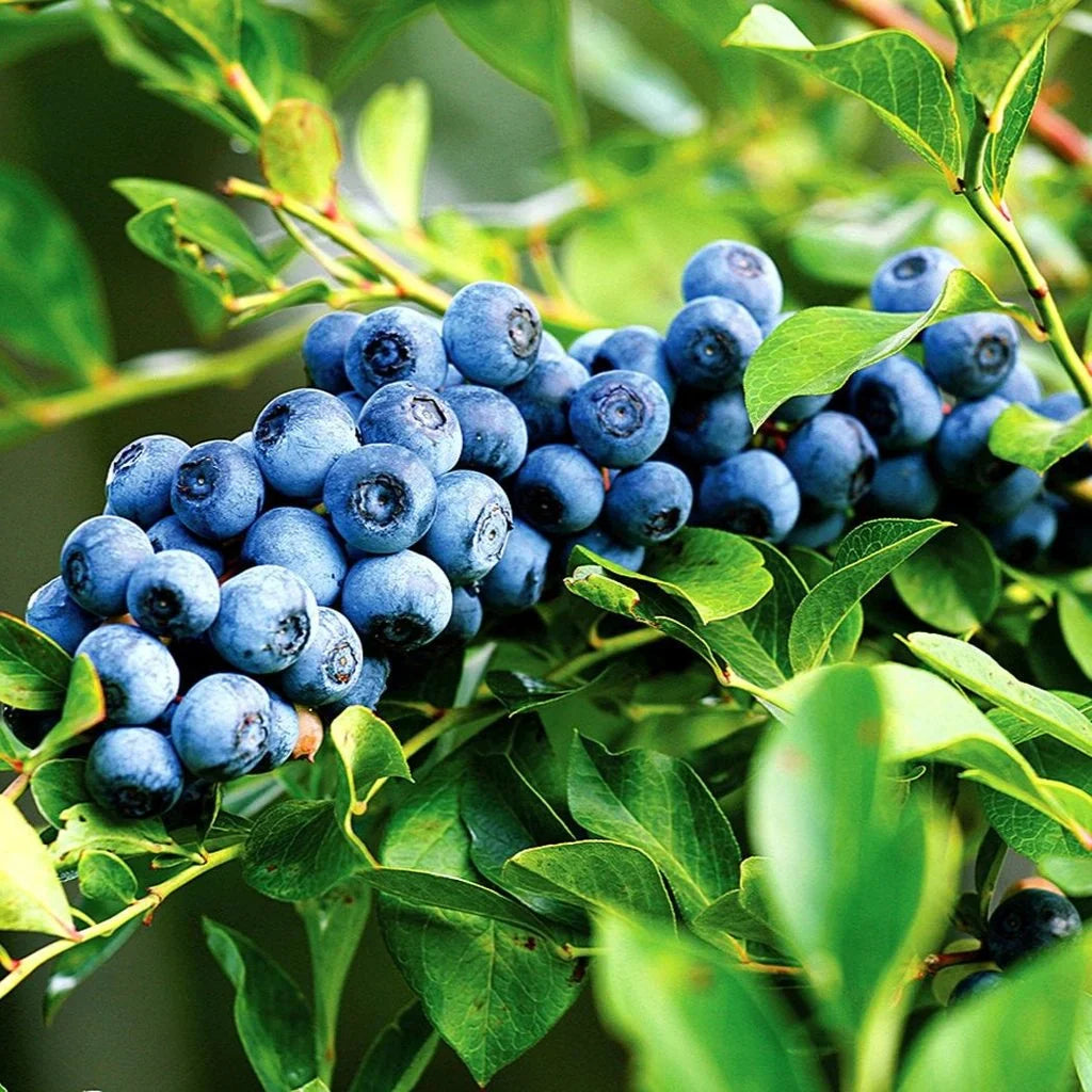 Afin "Duke" la ghiveci
