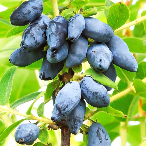 Afin Siberian, anul 4 pe rod, la Ghiveci, 1 Bucata