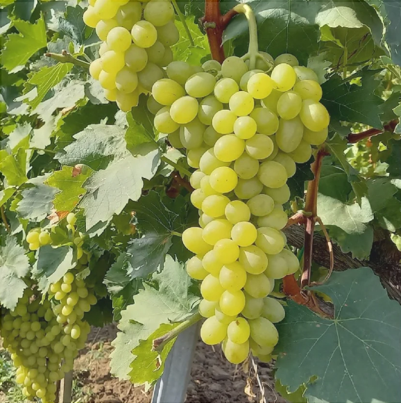 Pachet Mixt 1 Viță de vie de masă La Ghiveci 10 Bucăți