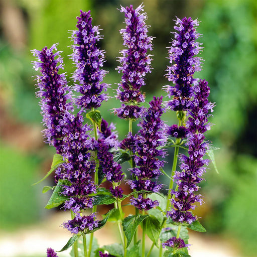 Menta Colibri , Agastache Black Adder , 1 bucata la ghiveci