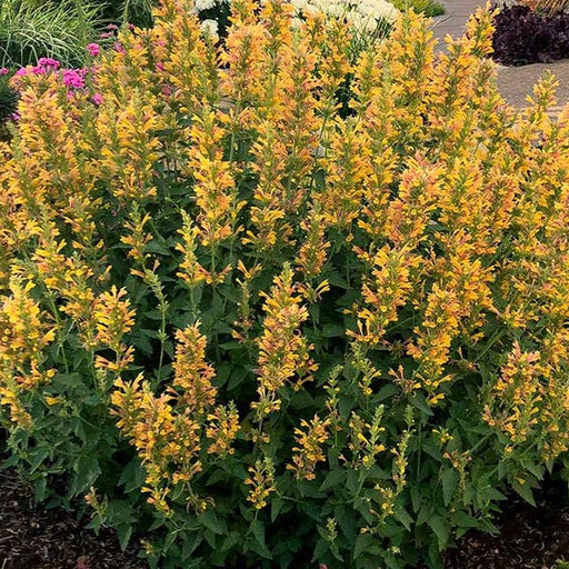 Menta Colibri , Agastache Yellow , 1 bucata la ghiveci