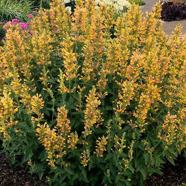 Menta Colibri , Agastache Yellow , 1 bucata la ghiveci