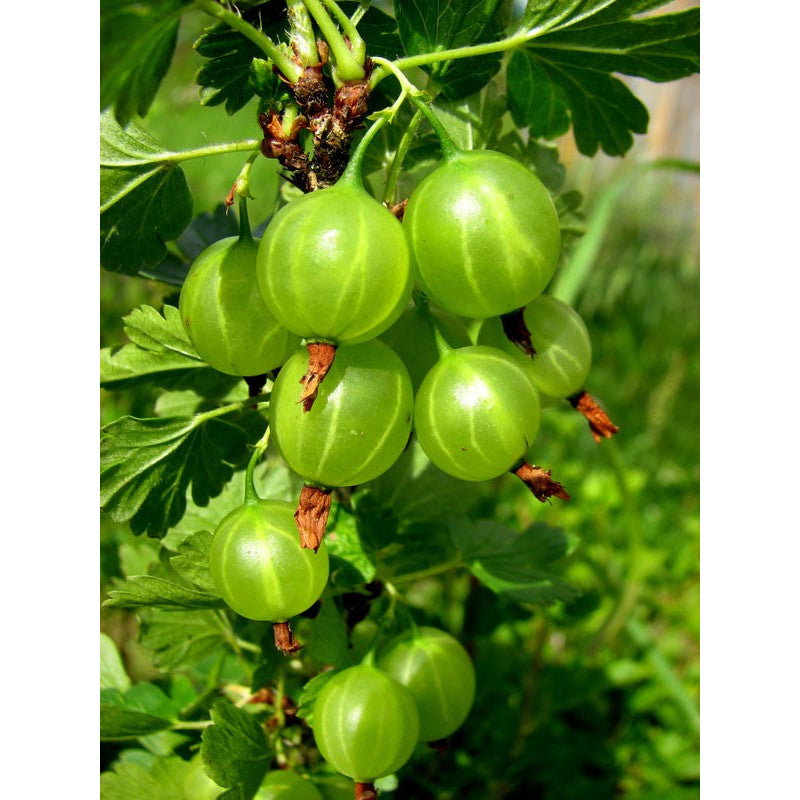 Agris Verde