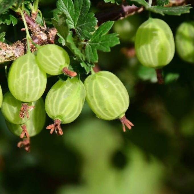Agris Verde
