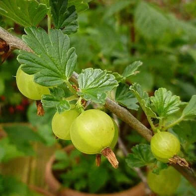 Agris Verde