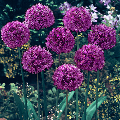 Bulbi de Allium "Akita", 2 Bucati
