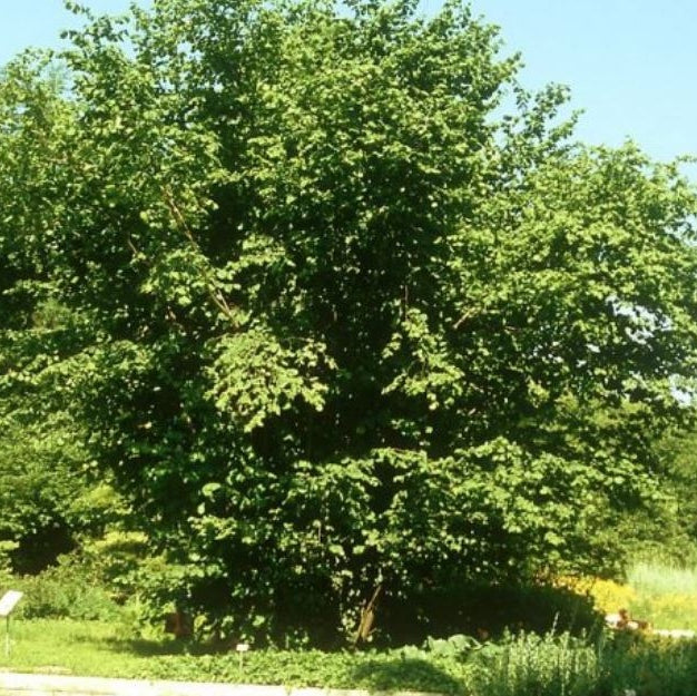 Alun ”Corylus Avellana”