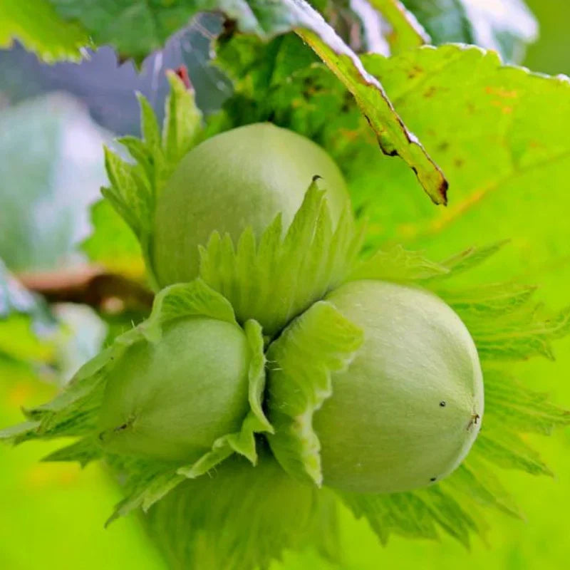 Alun ”Corylus Avellana”