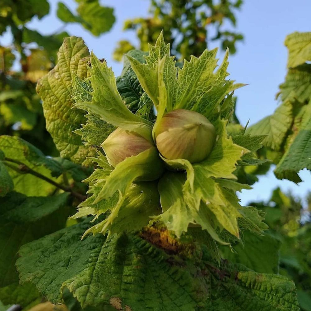 Alun ”Corylus Avellana”