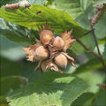 Alun "Cozia"