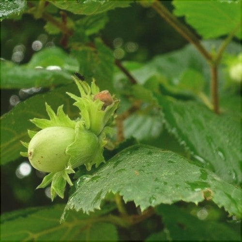 Alun "Cozia", Anul 2, 1 Bucata