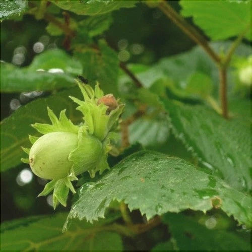 Alun "Cozia"