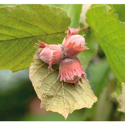 Alun Tonda Gentile,anul 2 , 1 Bucata