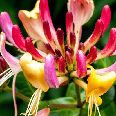 Mâna Maicii Domnului „American Beauty”,la ghiveci P9 – plantă ornamentală | Regatul Plantelor