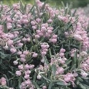 Andromeda Polifolia Blue Ice, 1 Bucata