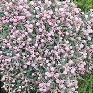 Andromeda Polifolia Blue Ice, 1 Bucata