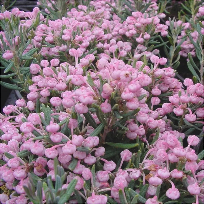 Andromeda Polifolia Blue Ice, 1 Bucata