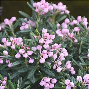 Andromeda Polifolia Blue Ice, 1 Bucata