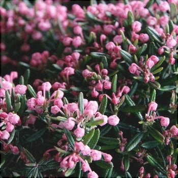 Andromeda Polifolia Blue Ice, 1 Bucata