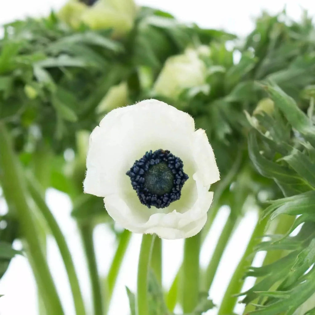Bulbi de Anemone "Bride", 10 bucati