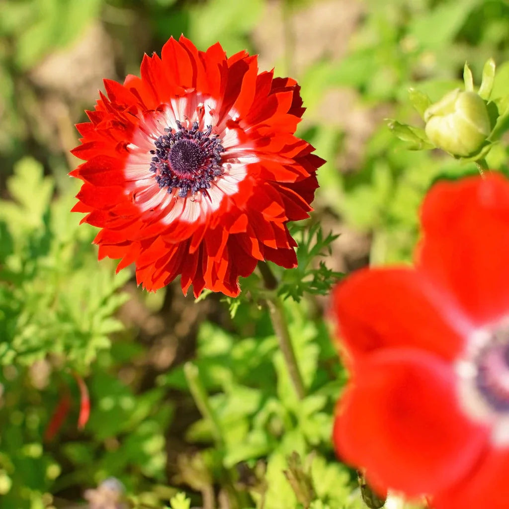 Bulbi de Anemone "The Governor", 10 bucati
