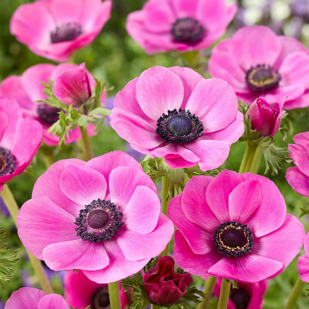 Bulbi de Anemone "Sylphide", 10 bucati