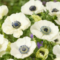 Bulbi de Anemone "Bride", 10 bucati