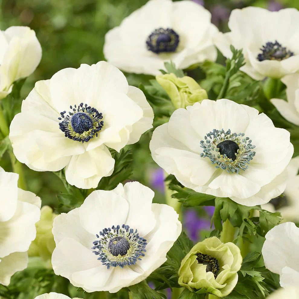 Bulbi de Anemone "Bride", 10 bucati